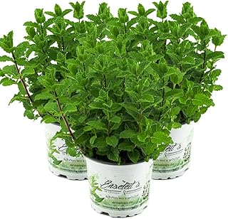 3er Set Marokkanische Minze,Mentha Spicata v. Crispa,frische Minze