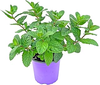 Marokkanische Tee Minze (Mentha-spicata) 1Pflanze