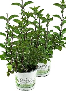 2er Set Minze Hillarys sweet lemon, Minze Pflanze, Winterharte Kräuter Pflanze!