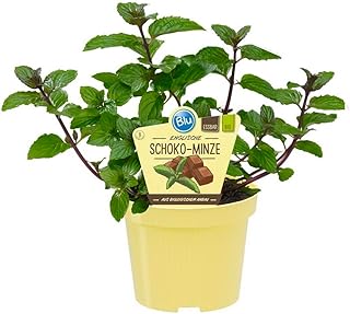 Schoko-Minze in BIO-Qualität – Mentha x piperita – Kräuterpflanze im 12cm Topf