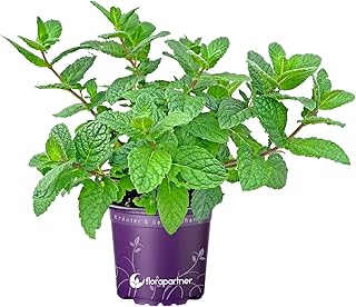 Marokkanische Tee Minze (Mentha-spicata) 1Pflanze