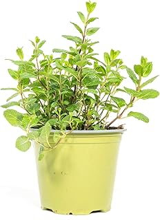 mgc24 Marokkanische Minze, echte Kräuterpflanzen im 14-cm-Topf, 3 Stück | Mentha spicata, Höhe…