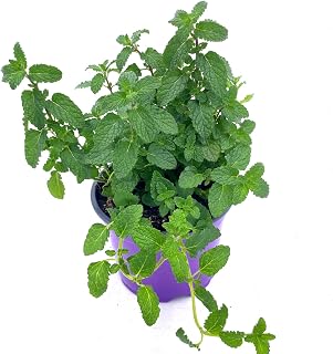 Erdbeer-Minze Pflanze – Winterhart & Mehrjährig – Intensives Frucht-Aroma für Tee & Cocktai…
