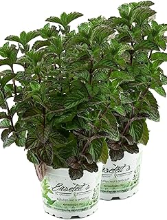 2er Set Grapefruit-Minze, Minze Pflanze, Winterhart (Mentha suaveolens x piperita)