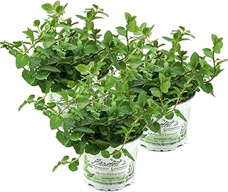 3 Pflanzen Pfefferminze,Mentha x piperita